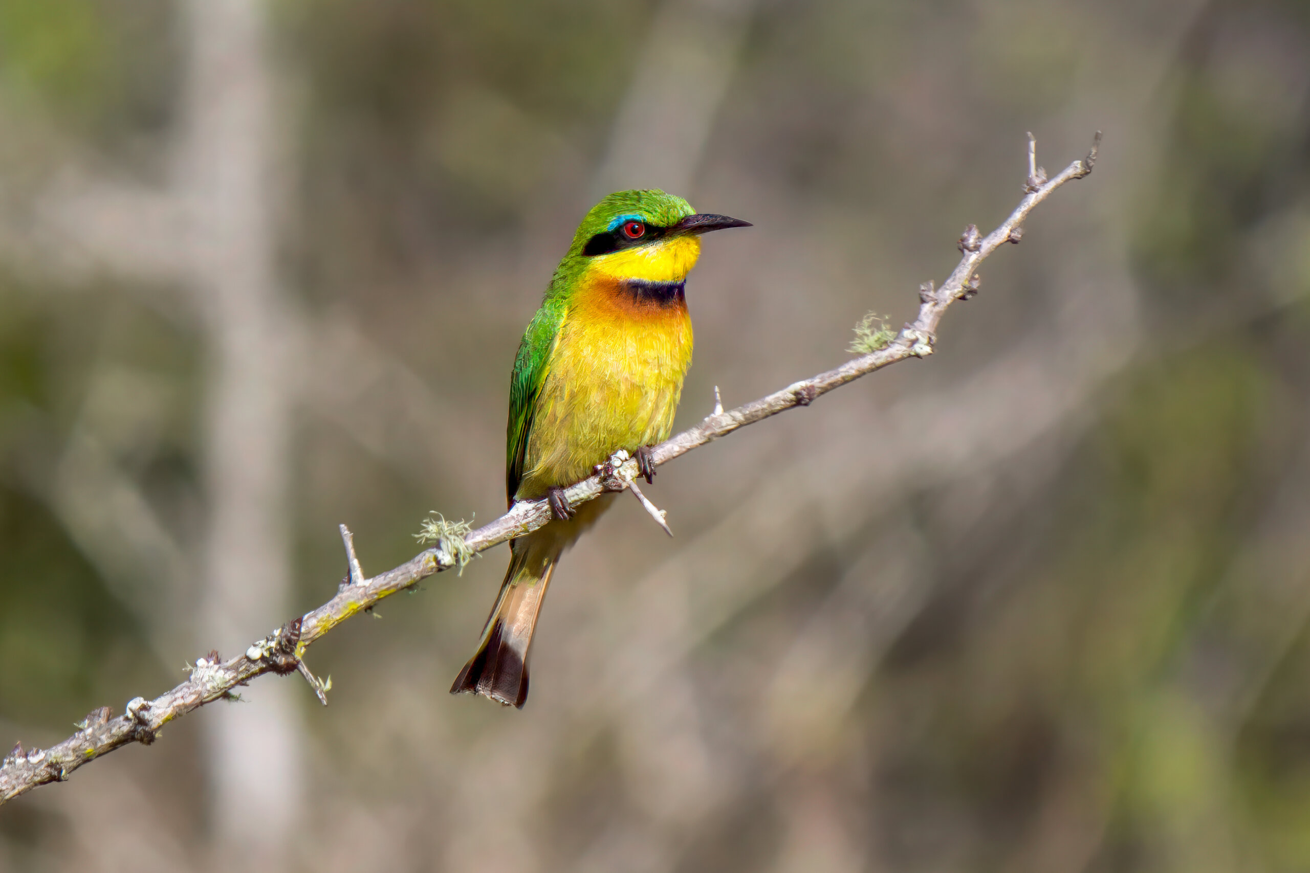 Dvergbieter (Merops pusillus) @ Tembe Elephant Park, Sør-Afrika. Foto: Håvard Rosenlund
