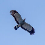 African Harrier-Hawk (Polyboroides typus) @ Tembe Elephant Park, South Africa. Photo: Håvard Rosenlund