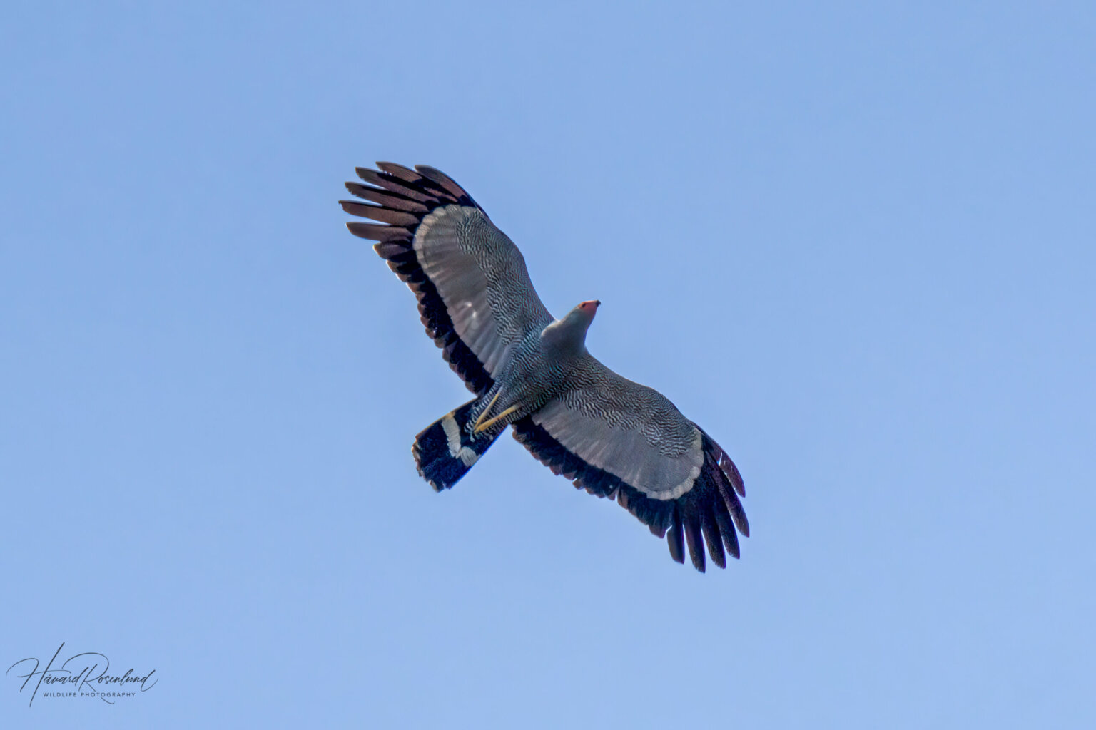 African Harrier-Hawk (Polyboroides typus) @ Tembe Elephant Park, South Africa. Photo: Håvard Rosenlund