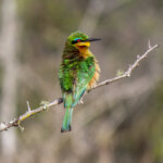 Little Bee-eater (Merops pusillus) @ Tembe Elephant Park, South Africa. Photo: Håvard Rosenlund