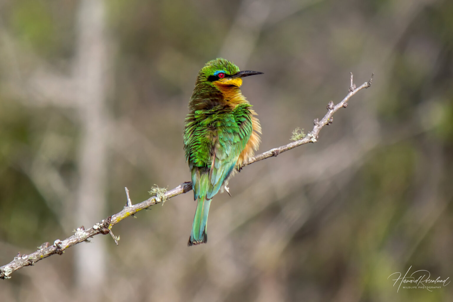 Little Bee-eater (Merops pusillus) @ Tembe Elephant Park, South Africa. Photo: Håvard Rosenlund