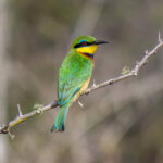Little Bee-eater (Merops pusillus) @ Tembe Elephant Park, South Africa. Photo: Håvard Rosenlund