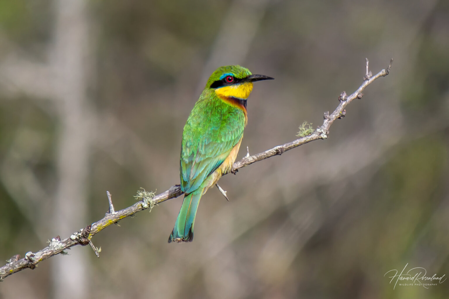 Little Bee-eater (Merops pusillus) @ Tembe Elephant Park, South Africa. Photo: Håvard Rosenlund