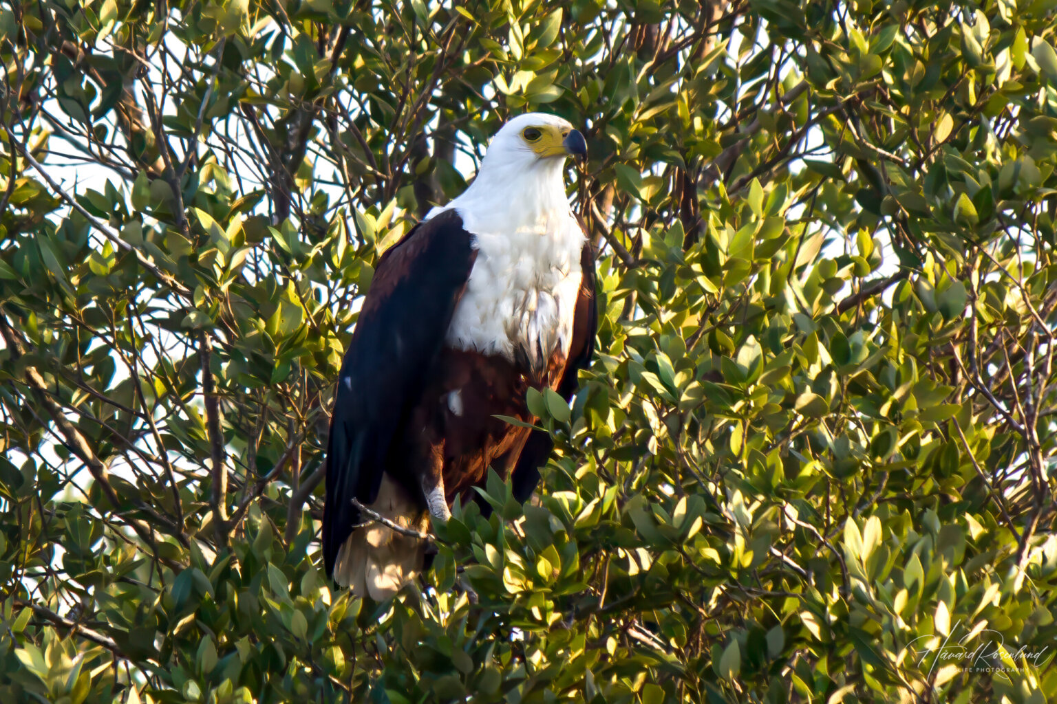 African Fish Eagle (Icthyophaga vocifer) @ St Lucia Estuary, South Africa. Photo: Håvard Rosenlund