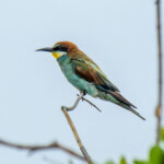 European Bee-eater (Merops apiaster) @ Tembe Elephant Park, South Africa. Photo: Håvard Rosenlund