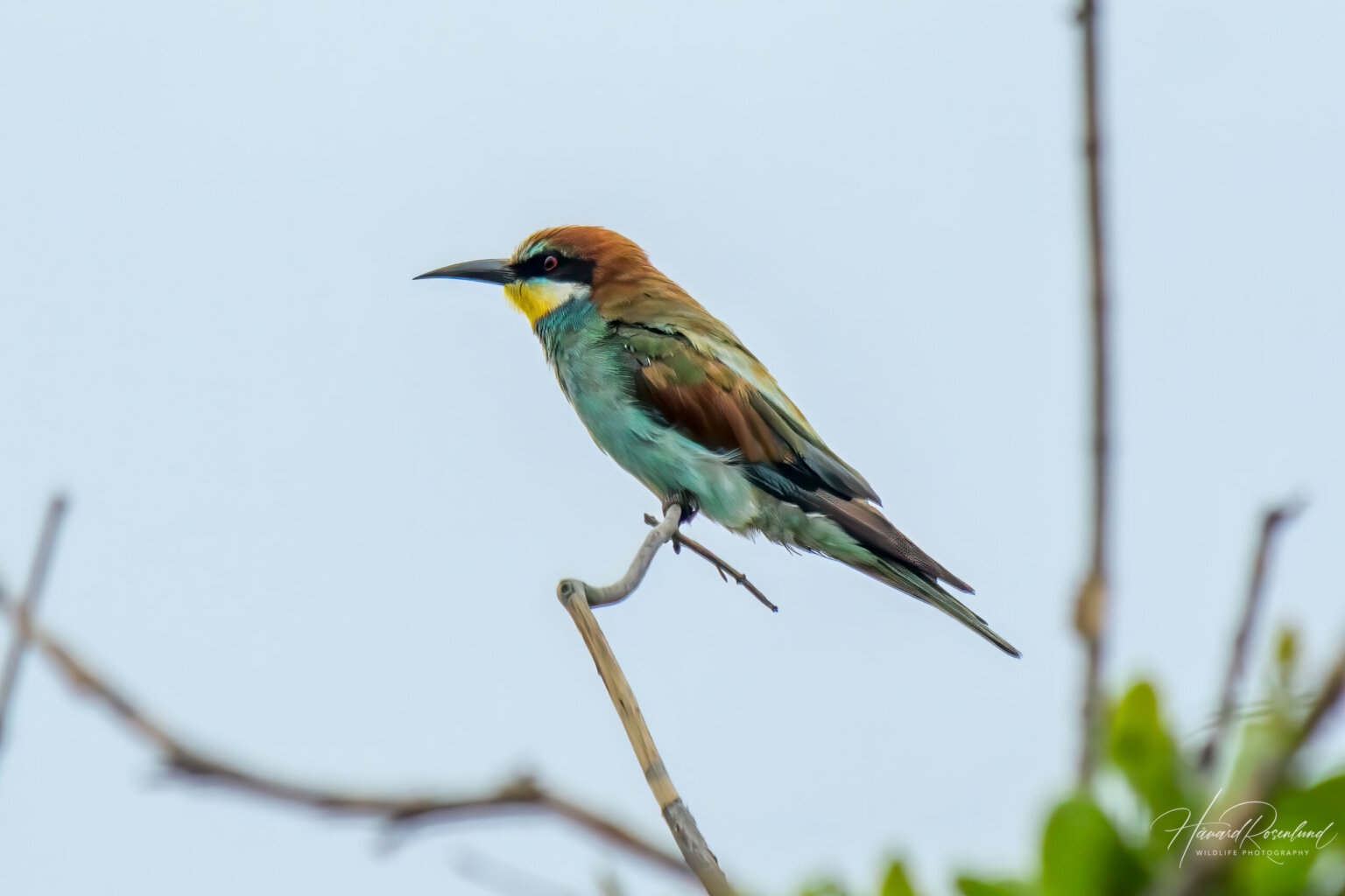 European Bee-eater (Merops apiaster) @ Tembe Elephant Park, South Africa. Photo: Håvard Rosenlund