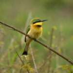 Little Bee-eater (Merops pusillus) @ Tembe Elephant Park, South Africa. Photo: Håvard Rosenlund