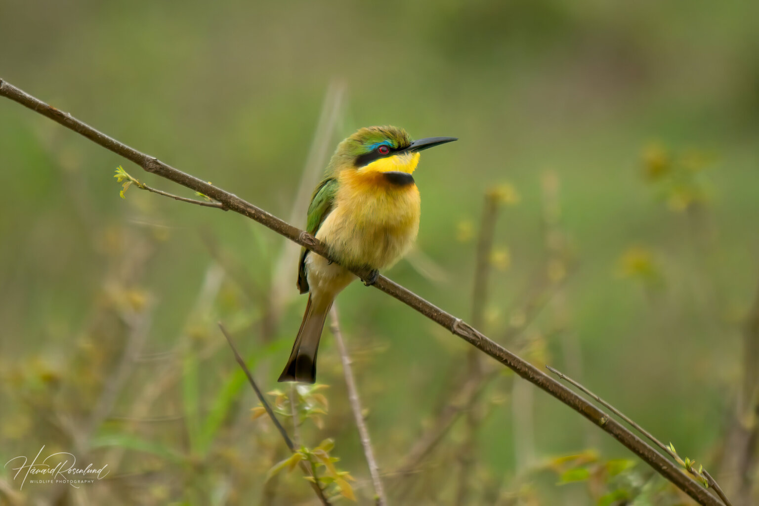 Little Bee-eater (Merops pusillus) @ Tembe Elephant Park, South Africa. Photo: Håvard Rosenlund