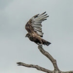 Brown Snake-Eagle (Circaetus cinereus) @ Tembe Elephant Park, South Africa. Photo: Håvard Rosenlund