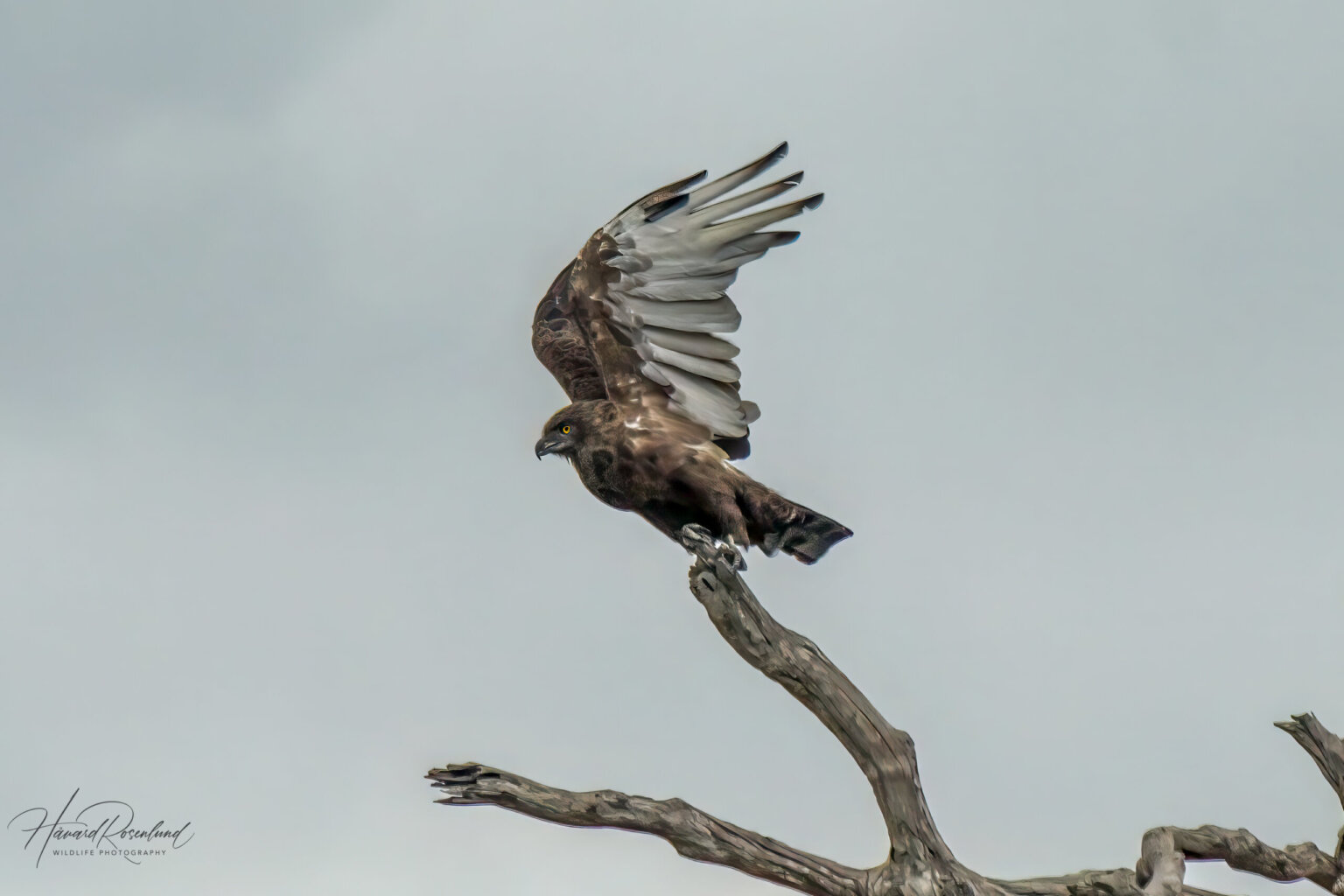Brown Snake-Eagle (Circaetus cinereus) @ Tembe Elephant Park, South Africa. Photo: Håvard Rosenlund