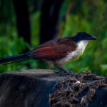 Burchell's Coucal (Centropus burchellii) @ Western Shores - iSimangaliso Wetland Park, South Africa. Photo: Håvard Rosenlund