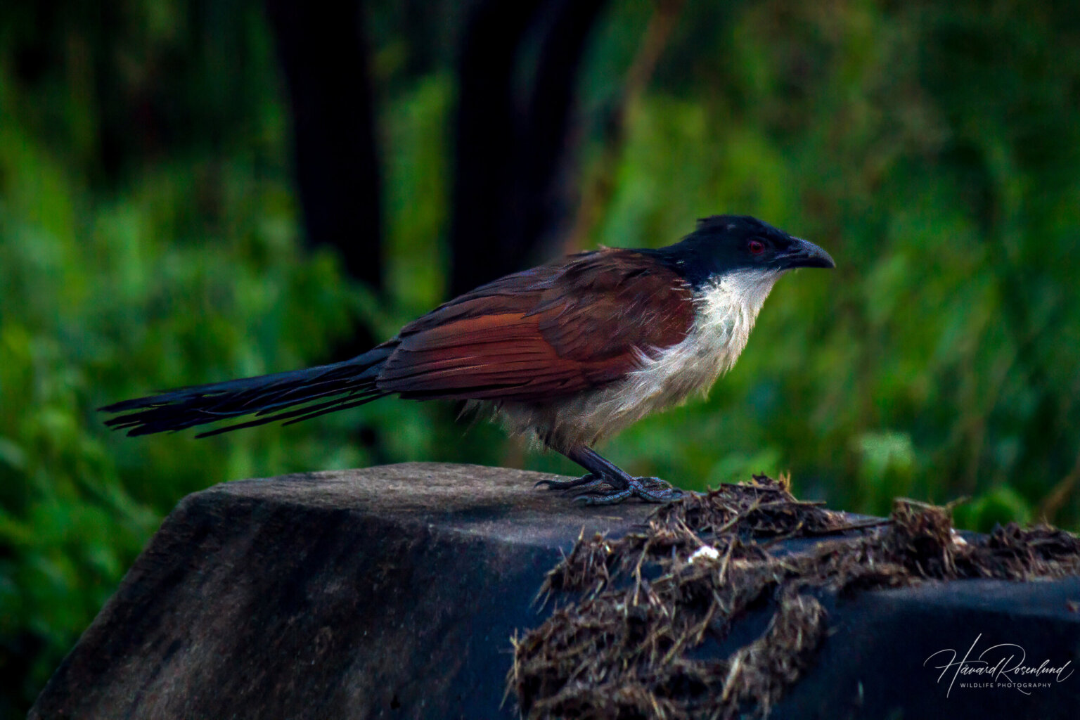 Burchell's Coucal (Centropus burchellii) @ Western Shores - iSimangaliso Wetland Park, South Africa. Photo: Håvard Rosenlund