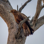African Harrier-Hawk (Polyboroides typus) - Juvenile @ Tembe Elephant Park, South Africa. Photo: Håvard Rosenlund