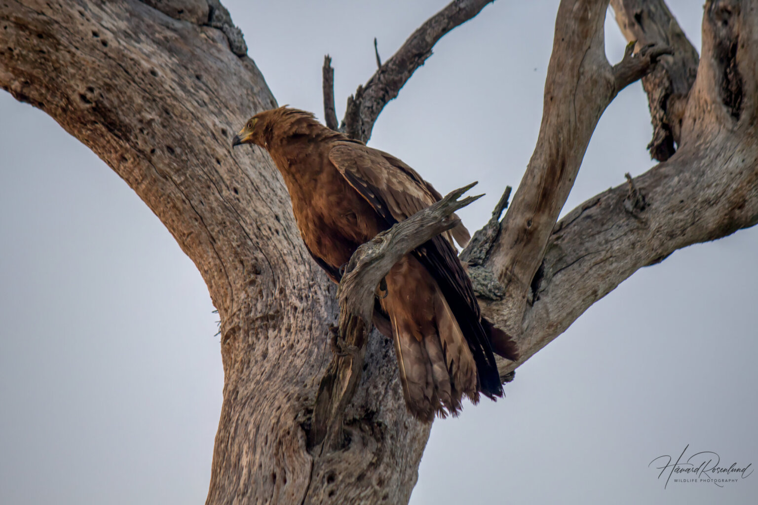 African Harrier-Hawk (Polyboroides typus) - Juvenile @ Tembe Elephant Park, South Africa. Photo: Håvard Rosenlund