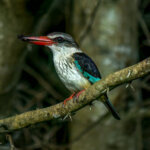 Brown-hooded Kingfisher (Halcyon albiventris) @ Eastern Shores - iSimangaliso Wetland Park, South Africa. Photo: Håvard Rosenlund