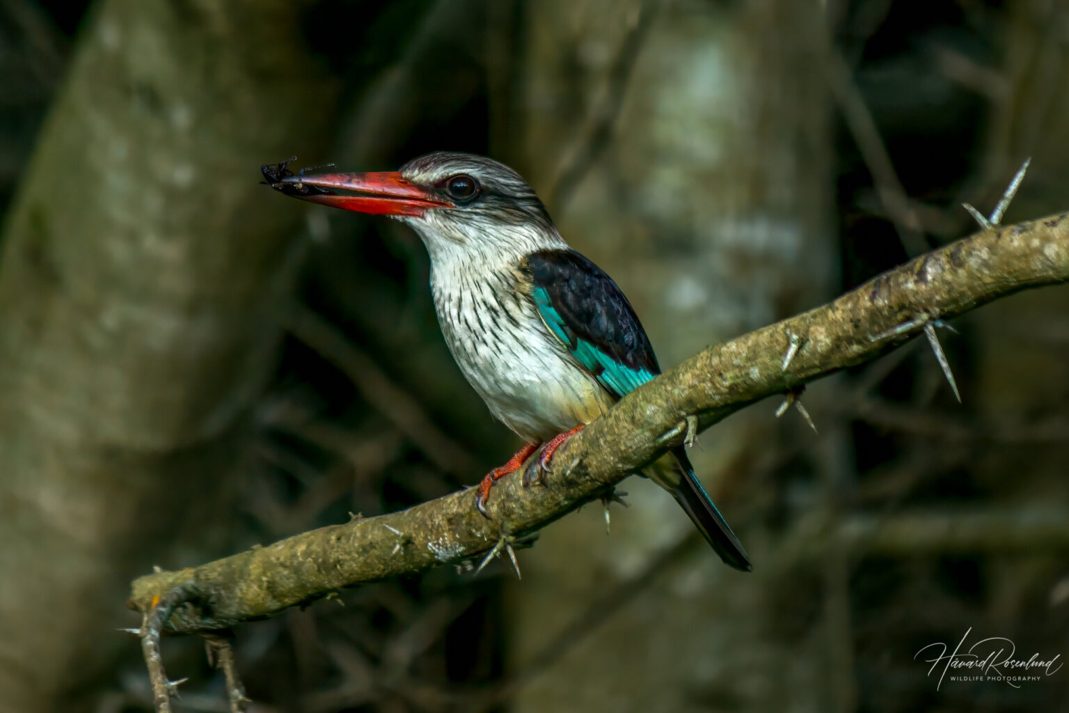 Brown-hooded Kingfisher (Halcyon albiventris) @ Eastern Shores - iSimangaliso Wetland Park, South Africa. Photo: Håvard Rosenlund