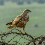 Steppe Buzzard (Buteo buteo vulpinus) @ Phinda Private Game Reserve, South Africa. Photo: Håvard Rosenlund