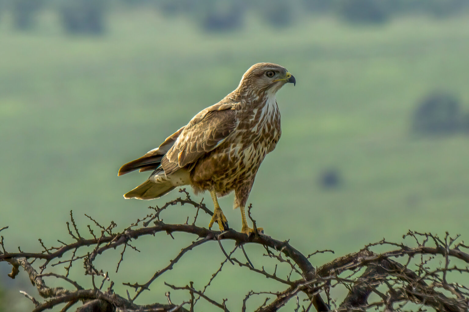 Steppe Buzzard (Buteo buteo vulpinus) @ Phinda Private Game Reserve, South Africa. Photo: Håvard Rosenlund