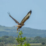 Steppe Buzzard (Buteo buteo vulpinus) @ Eastern Shores - iSimangaliso Wetland Park, South Africa. Photo: Håvard Rosenlund