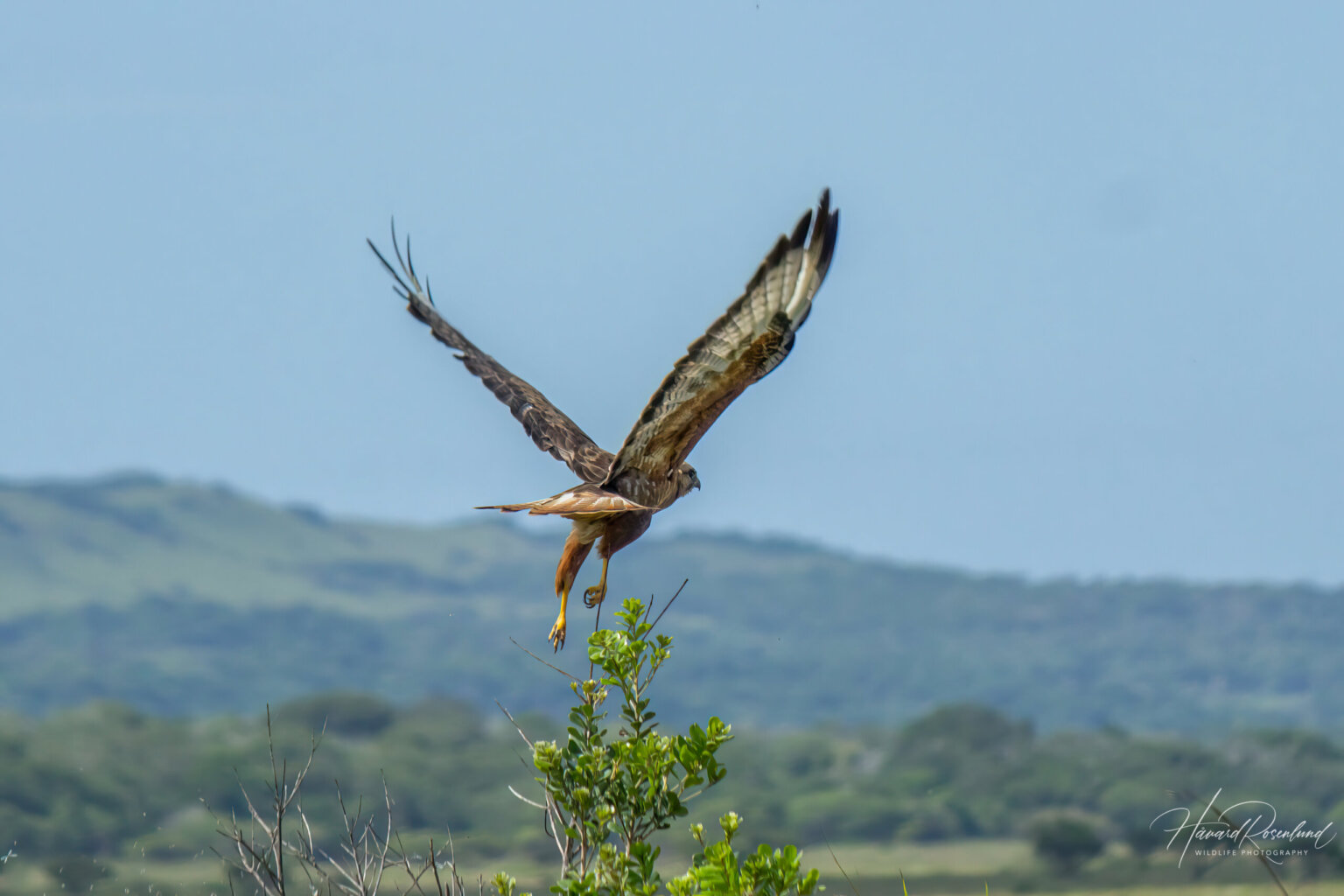 Steppe Buzzard (Buteo buteo vulpinus) @ Eastern Shores - iSimangaliso Wetland Park, South Africa. Photo: Håvard Rosenlund