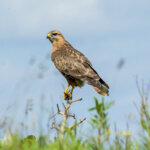 Steppe Buzzard (Buteo buteo vulpinus) @ Eastern Shores - iSimangaliso Wetland Park, South Africa. Photo: Håvard Rosenlund