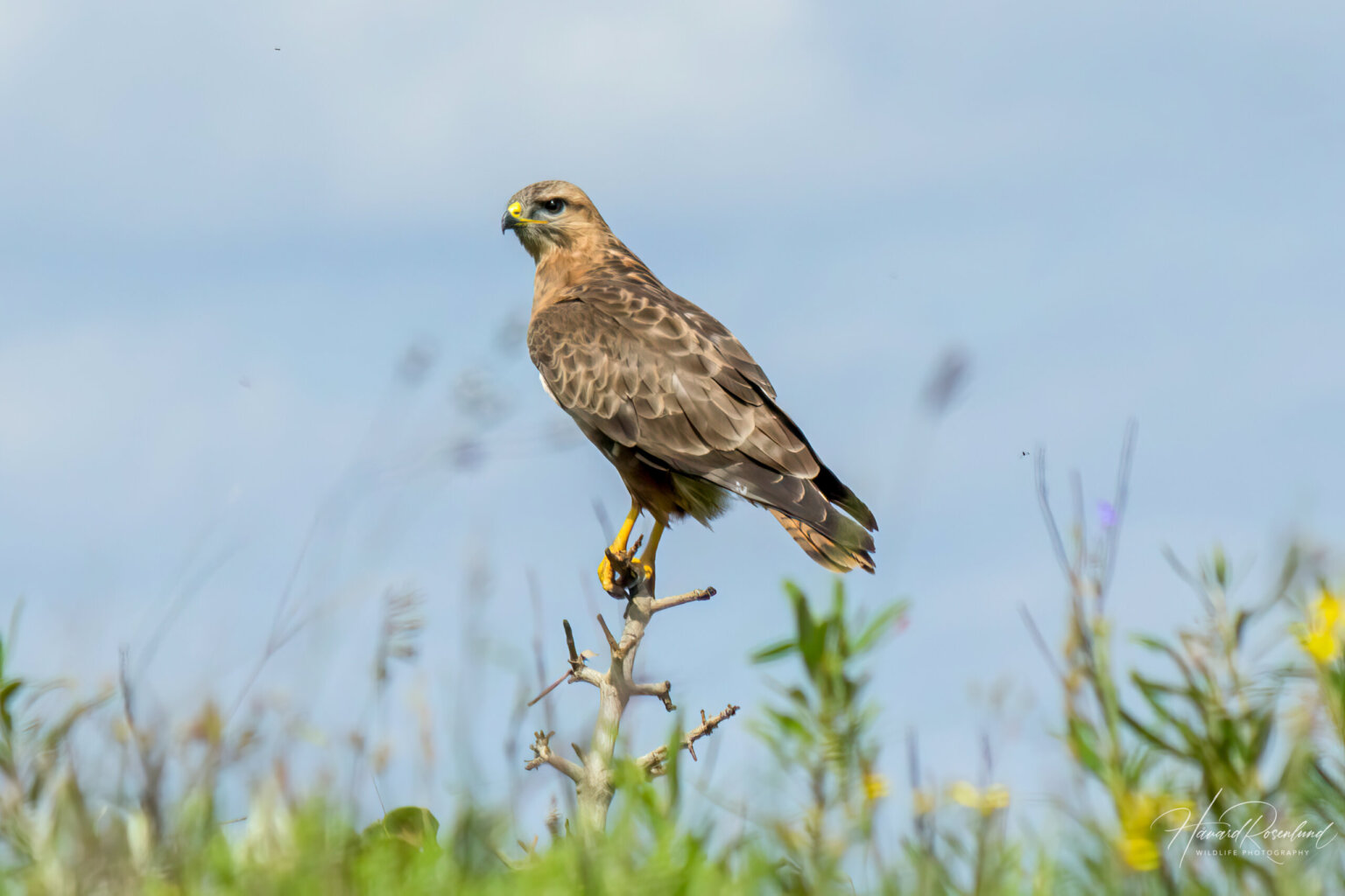 Steppe Buzzard (Buteo buteo vulpinus) @ Eastern Shores - iSimangaliso Wetland Park, South Africa. Photo: Håvard Rosenlund