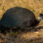 Blåmaskeperlehøne (Guttera edouardi) @ Tembe Elephant Park, Sør-Afrika. Foto: Håvard Rosenlund