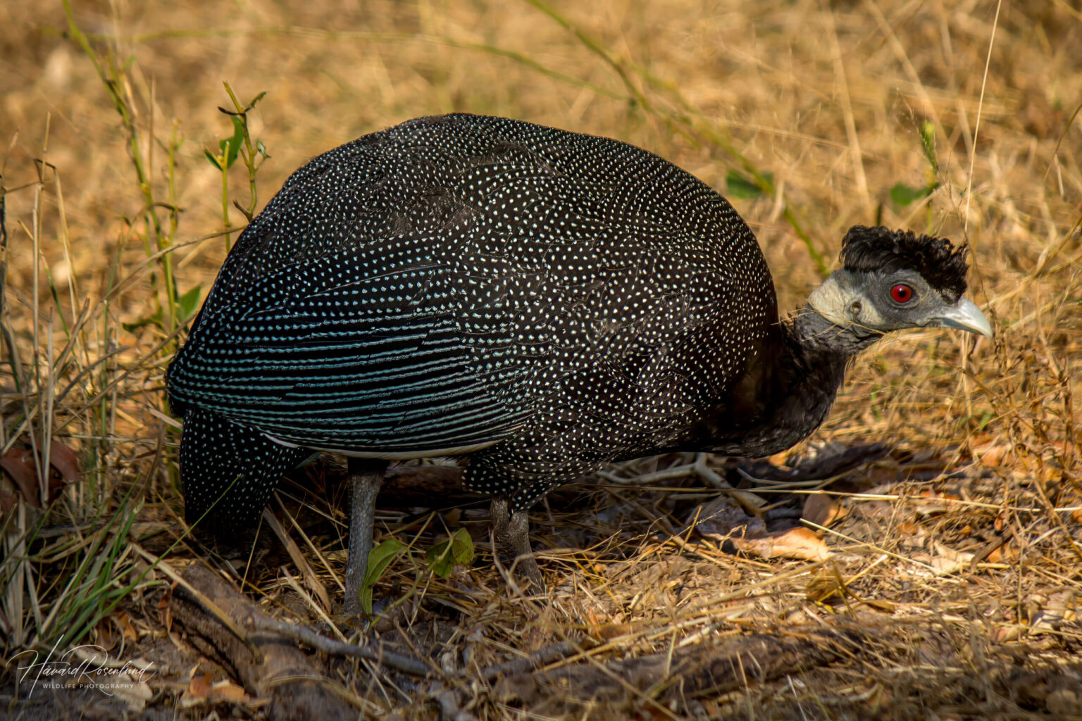 Blåmaskeperlehøne (Guttera edouardi) @ Tembe Elephant Park, Sør-Afrika. Foto: Håvard Rosenlund