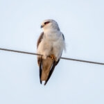 Black-winged Kite (Elanus caeruleus) @ Satpura National Park, India. Photo: Håvard Rosenlund