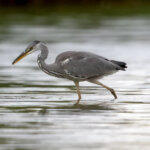 Grey Heron (Ardea cinerea) - Juvenile @ Fornebu, Norway. Photo: Håvard Rosenlund
