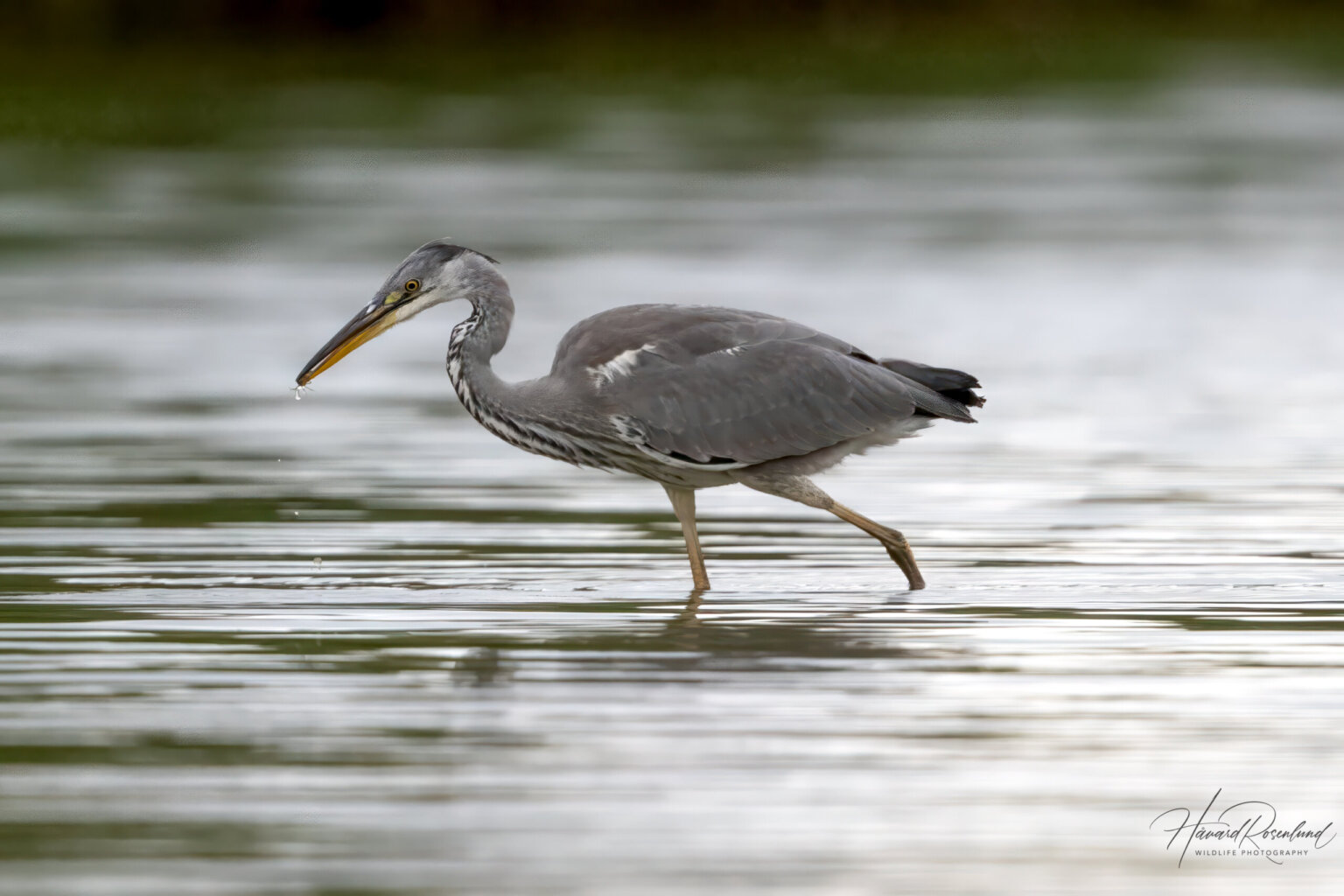 Grey Heron (Ardea cinerea) - Juvenile @ Fornebu, Norway. Photo: Håvard Rosenlund