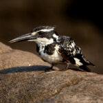 Pied Kingfisher (Ceryle rudis) - Female @ Satpura National Park, India. Photo: Håvard Rosenlund