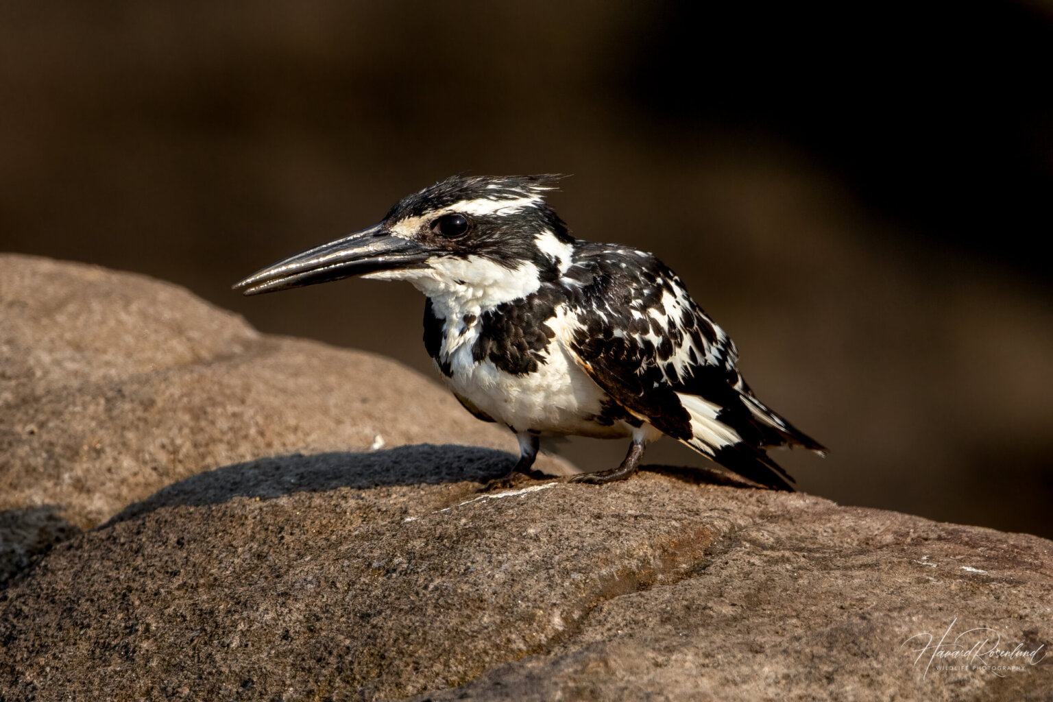 Pied Kingfisher (Ceryle rudis) - Female @ Satpura National Park, India. Photo: Håvard Rosenlund