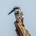 Pied Kingfisher (Ceryle rudis) - Male @ Satpura National Park, India. Photo: Håvard Rosenlund