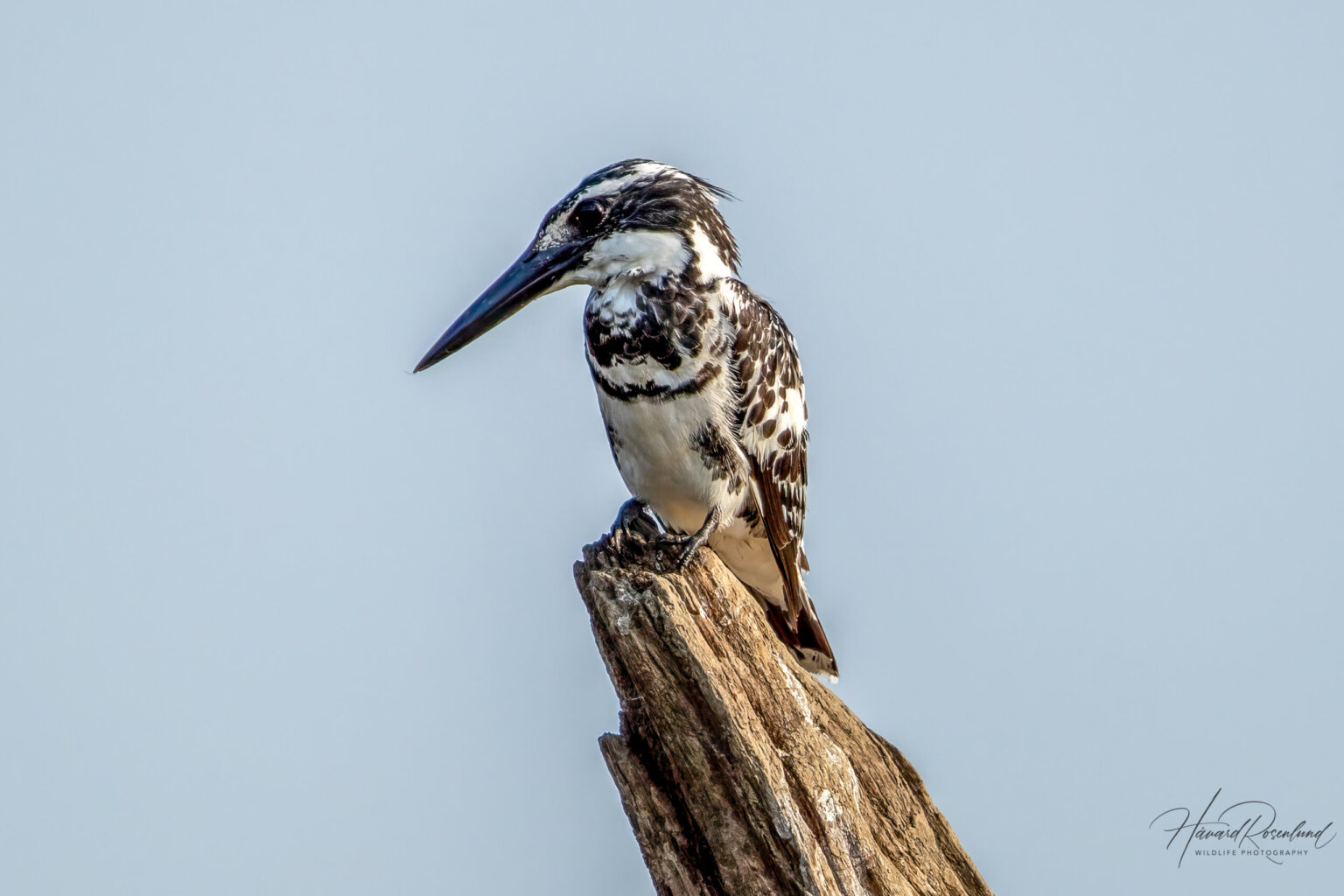 Pied Kingfisher (Ceryle rudis) - Male @ Satpura National Park, India. Photo: Håvard Rosenlund