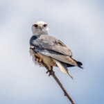 Black-winged Kite (Elanus caeruleus) @ Madhya Pradesh, India. Photo: Håvard Rosenlund
