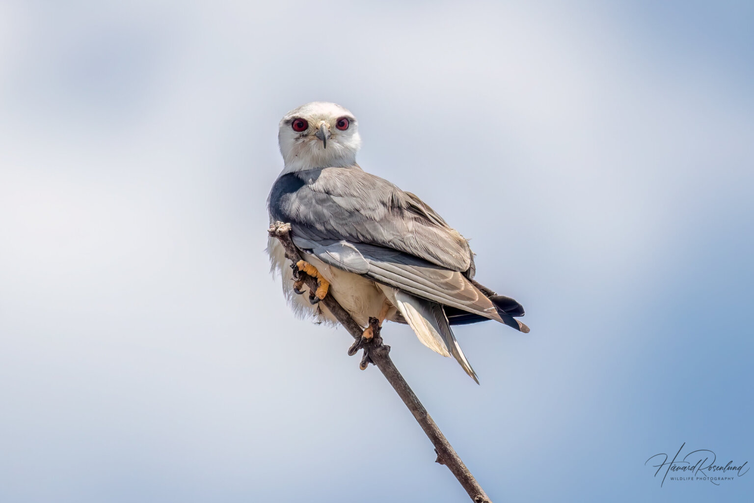 Black-winged Kite (Elanus caeruleus) @ Madhya Pradesh, India. Photo: Håvard Rosenlund