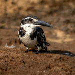 Pied Kingfisher (Ceryle rudis) - Female @ Satpura National Park, India. Photo: Håvard Rosenlund