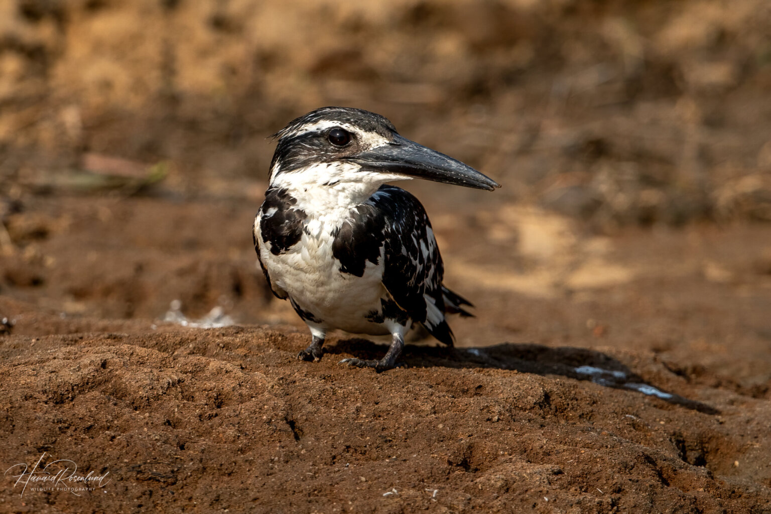 Pied Kingfisher (Ceryle rudis) - Female @ Satpura National Park, India. Photo: Håvard Rosenlund