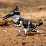 Pied Kingfisher (Ceryle rudis) - Male @ Satpura National Park, India. Photo: Håvard Rosenlund