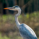 Grey Heron (Ardea cinerea) @ Satpura National Park, India. Photo: Håvard Rosenlund