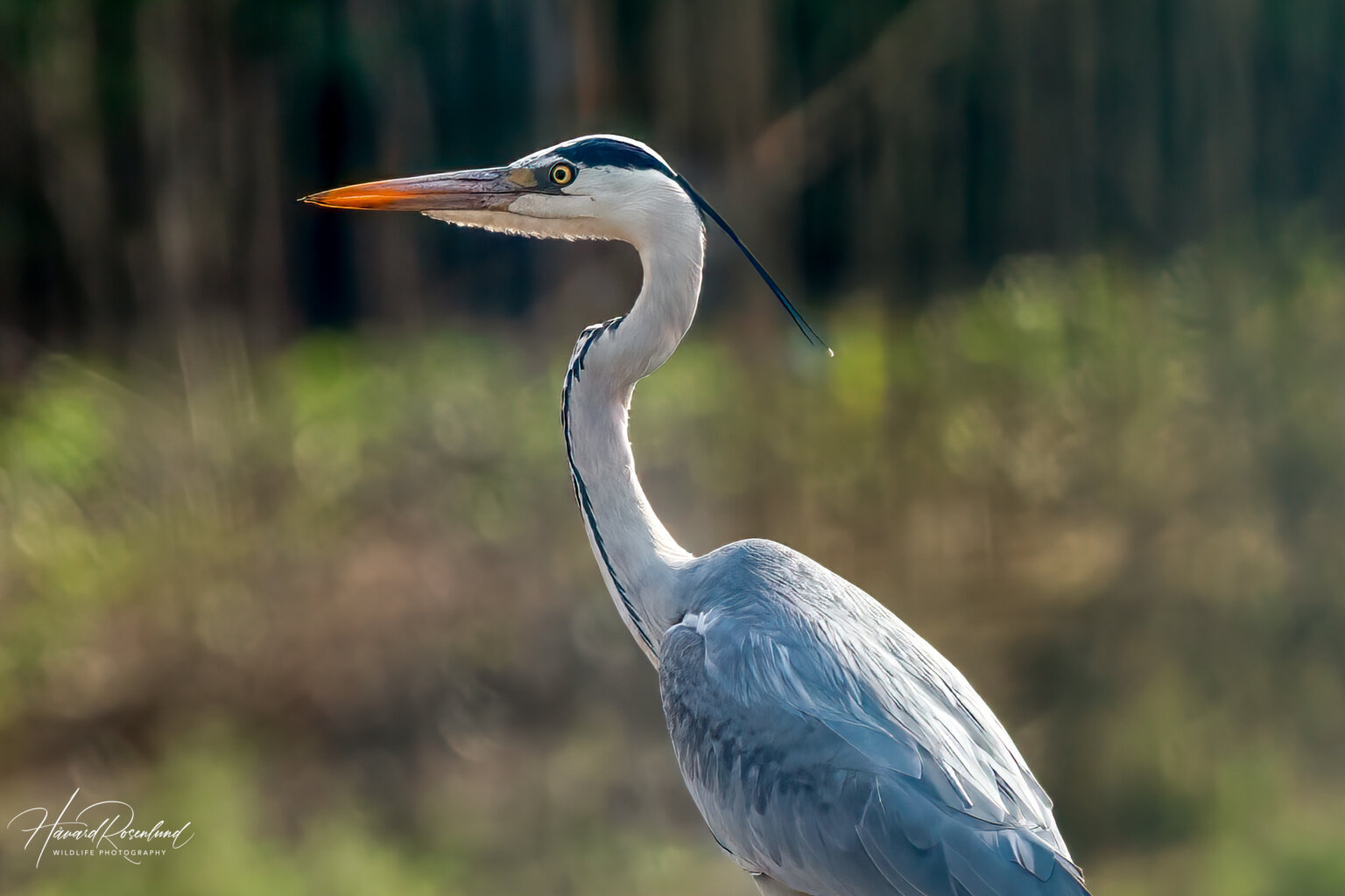 Grey Heron (Ardea cinerea) @ Satpura National Park, India. Photo: Håvard Rosenlund