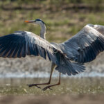 Grey Heron (Ardea cinerea) @ Satpura National Park, India. Photo: Håvard Rosenlund