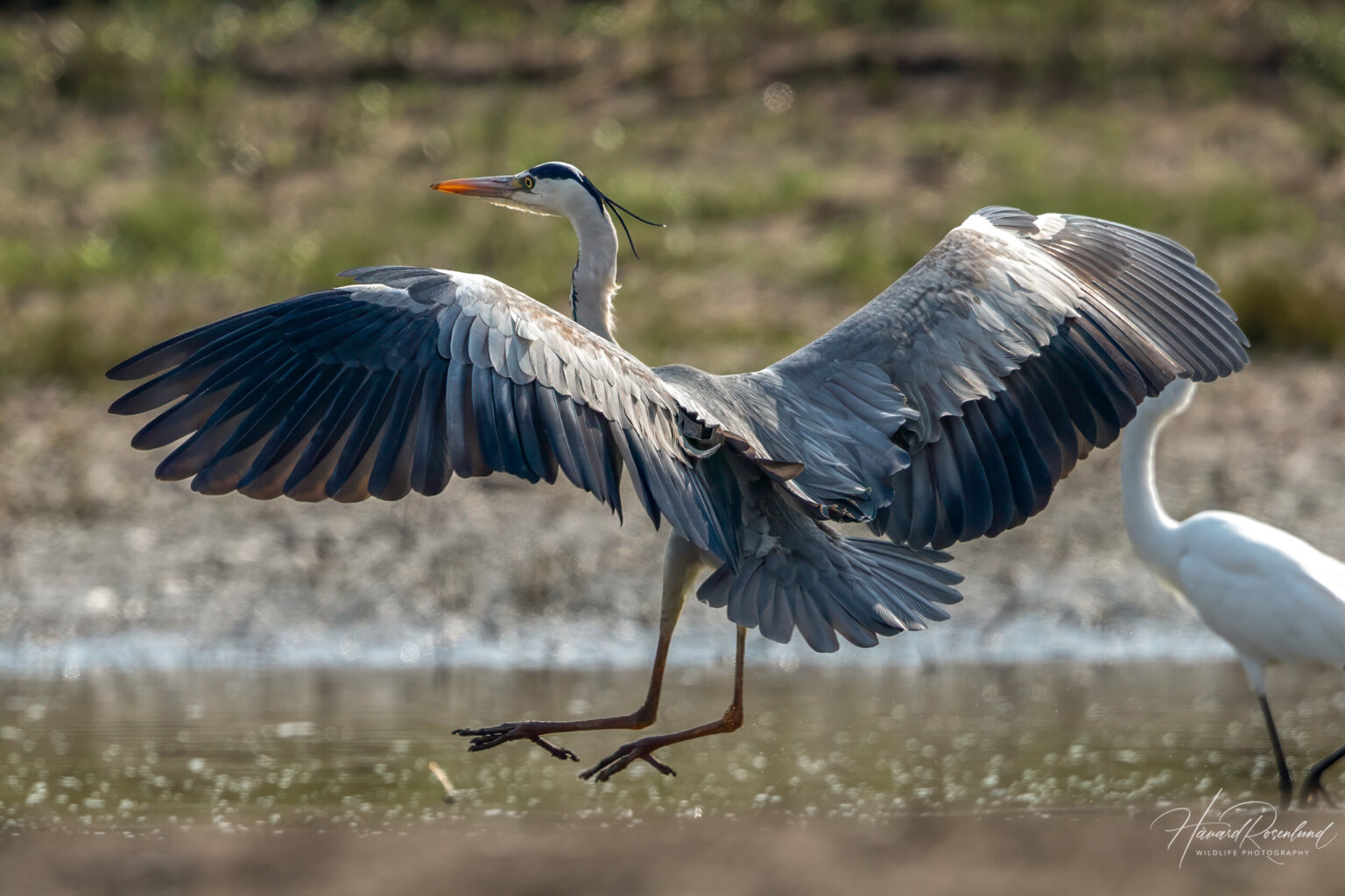 Grey Heron (Ardea cinerea) @ Satpura National Park, India. Photo: Håvard Rosenlund