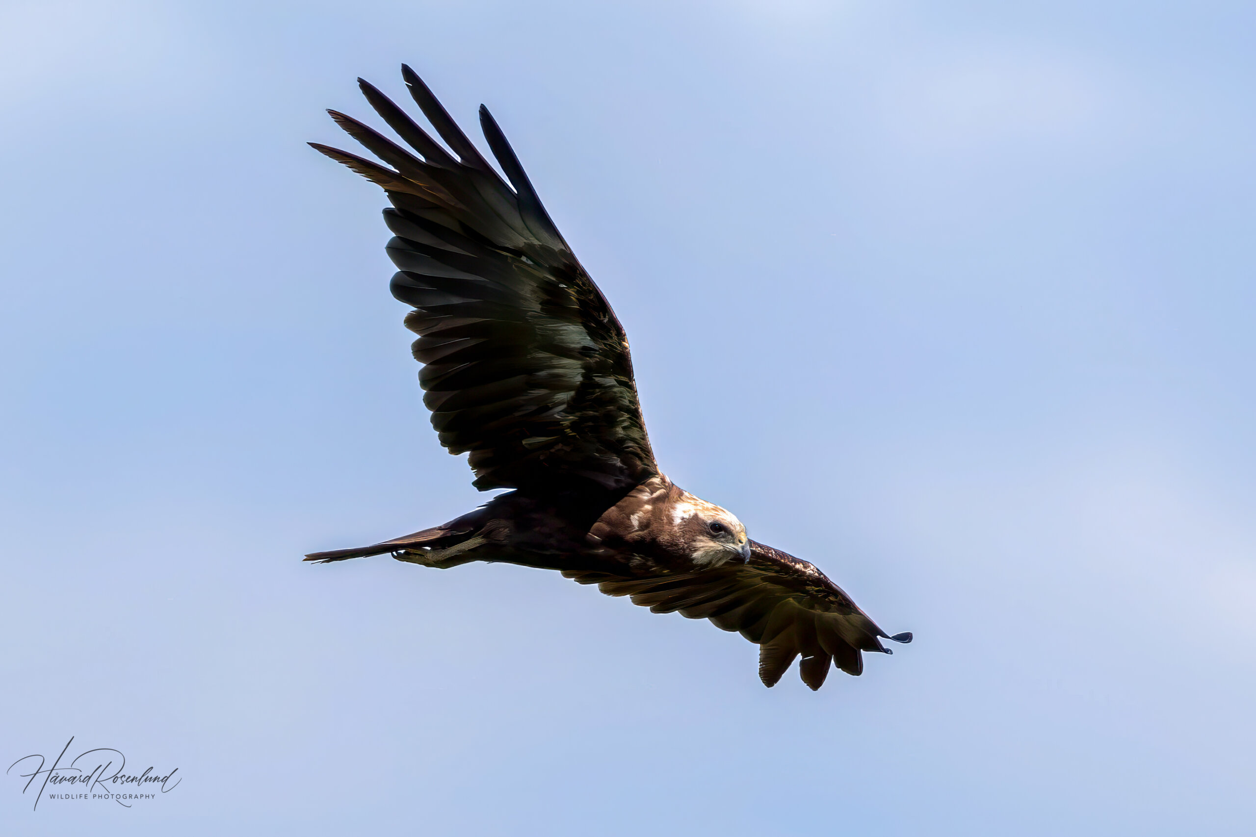 Western Marsh Harrier (Circus aeruginosus) - Female @ Northern Øyeren Nature Reserve, Norway. Photo: Håvard Rosenlund