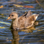 Common Moorhen (Gallinula chloropus) - Chick @ Fornebu, Norway. Photo: Håvard Rosenlund