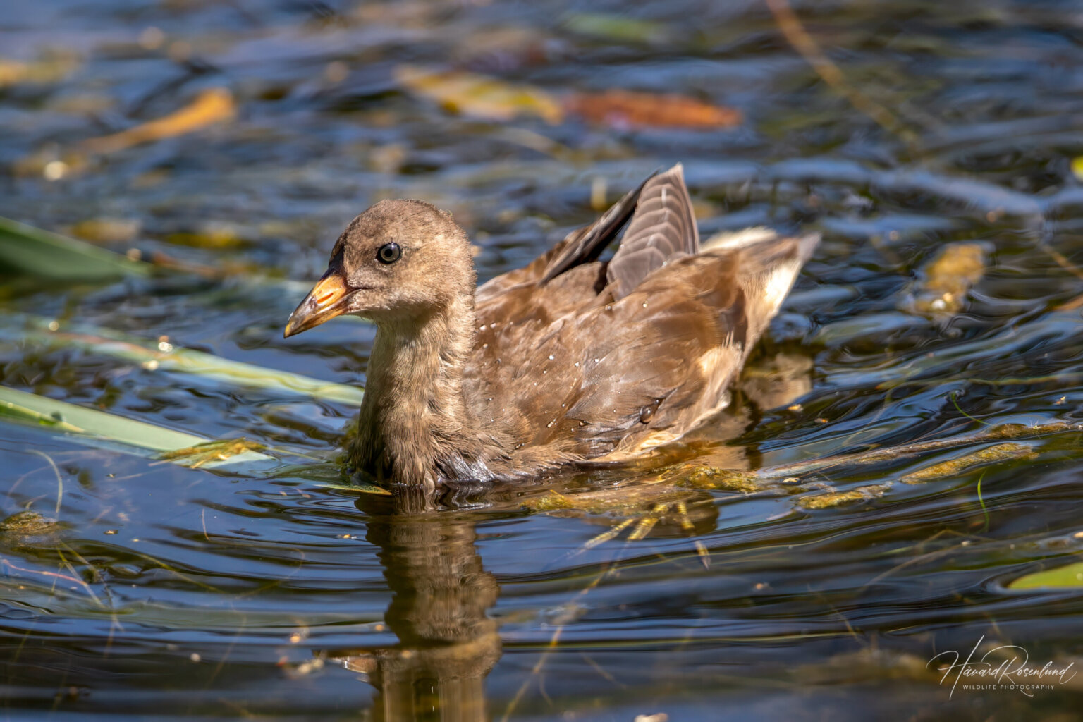Common Moorhen (Gallinula chloropus) - Chick @ Fornebu, Norway. Photo: Håvard Rosenlund