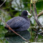Eurasian Coot (Fulica atra) @ Østensjøvannet, Oslo, Norway. Photo: Håvard Rosenlund