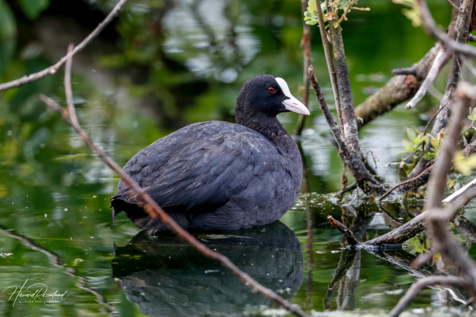 Eurasian Coot (Fulica atra) @ Østensjøvannet, Oslo, Norway. Photo: Håvard Rosenlund
