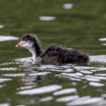 Eurasian Coot (Fulica atra) - Chick @ Østensjøvannet, Oslo, Norway. Photo: Håvard Rosenlund